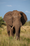 Elefant Krüger Nationalpark