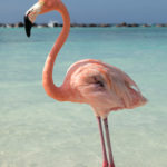 Flamingo Aruba freie Natur