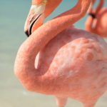 Flamingo Aruba freie Natur