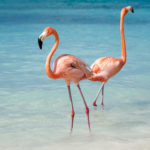 Flamingo Aruba freie Natur