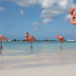 Flamingo Aruba freie Natur