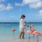 Flamingo Aruba freie Natur