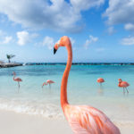 Flamingo Aruba freie Natur