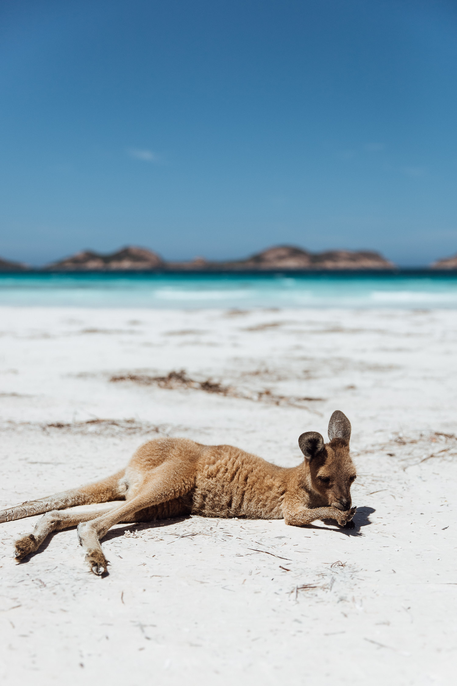 Känguru am Strand